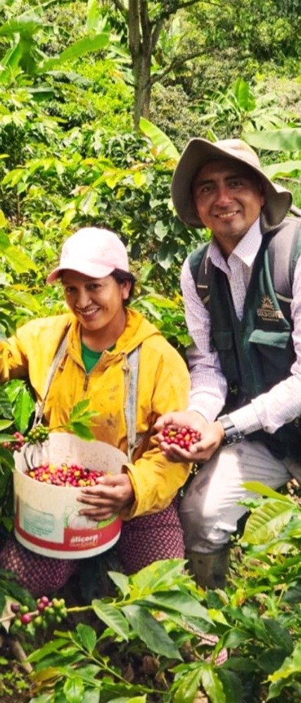 Peru – Asociacion de Productores Agropecuarios Gold Coffee